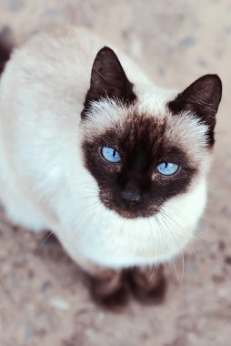 Üst düzey mavi noktalı Tayland kedisi, yukarıdan bakıyor.