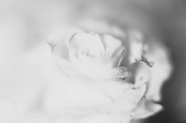 Beyaz çiçekli bahar çiçekleri. Saf beyaz gül esprisi.