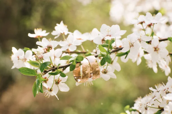 stock image Wedding rings hanging at the blossoming branch in spring