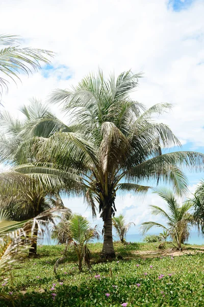 Tall Palm Tree Travel Background Paradise Island — Stock Photo, Image