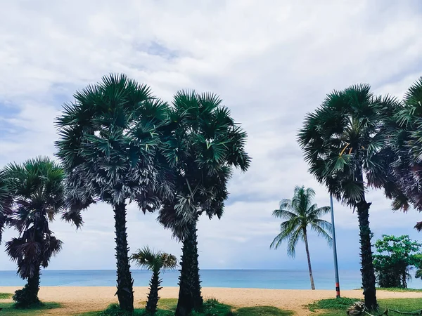 Beautiful Tall Palm Trees Beach — Stock Photo, Image
