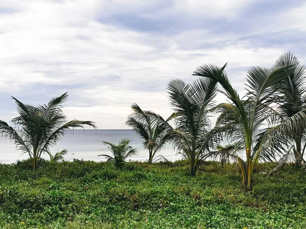 Beautiful Tall Palm Trees Beach — Stock Photo, Image