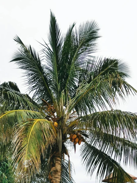 Palm Tree Coconuts Bottom View Thailand — Stock Photo, Image