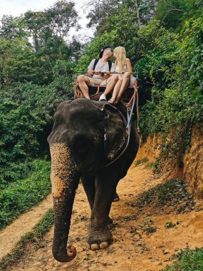 Genç turistler fillerle ormanda, Tayland 'da geziyorlar.