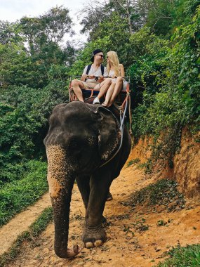 Genç turistler fillerle ormanda, Tayland 'da geziyorlar.