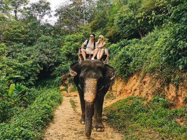 Genç turistler fillerle ormanda, Tayland 'da geziyorlar.