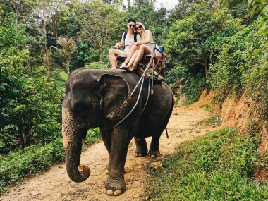 Genç turistler fillerle ormanda, Tayland 'da geziyorlar.