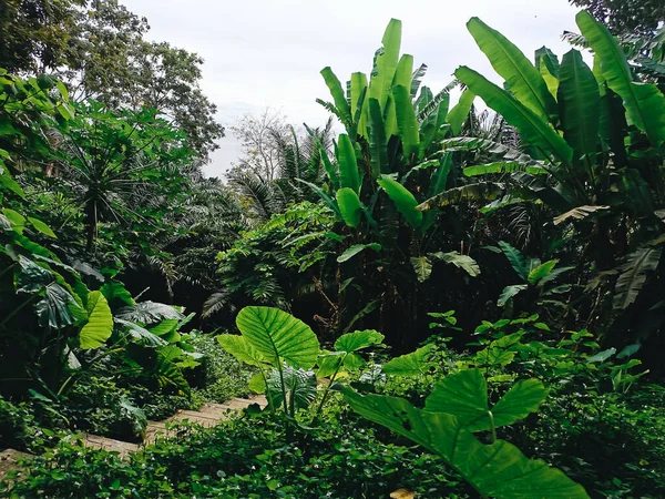 타이의 푸켓에 우림의 아름다운 — 스톡 사진