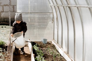 Küçük bir çocuk bir seraya sebze fideleri ekiyor ve suluyor, erken bir ekin.