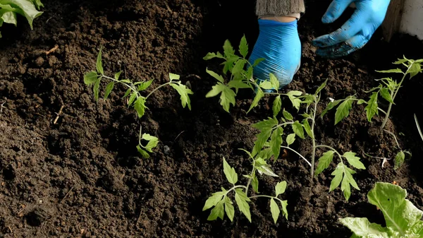 Plantando Mudas Tomate Com Suas Próprias Mãos — Fotografia de Stock