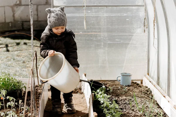 Menino Pequeno Está Plantando Molhando Mudas Vegetais Uma Estufa Uma — Fotografia de Stock