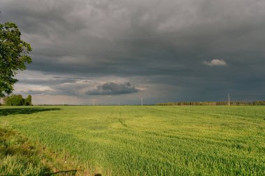 Yağmurdan önce bulutların arka planında yeşil çimenler olan alan, doğal arkaplan