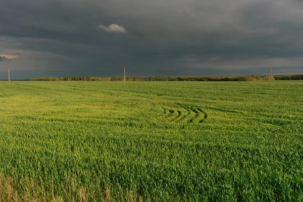 Champ Avec Herbe Verte Sur Fond Des Nuages Avant Pluie — Photo