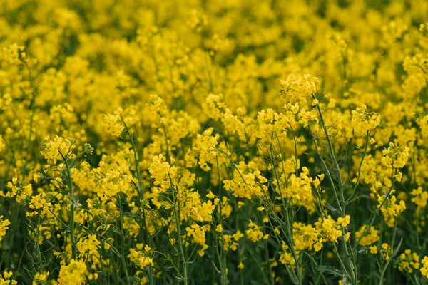 開花菜種畑の詳細 菜種畑 — ストック写真