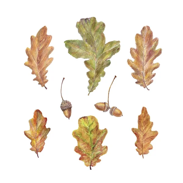 Sonbahar meşe koleksiyonu yaprakları. Suluboya elle çizilmiş illüstrasyon izole beyaz arka plan üzerinde.