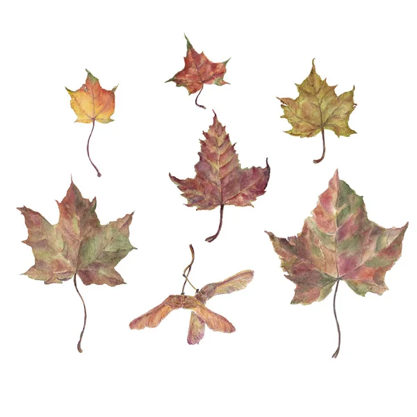 Φύλλα Σφενδάμου Φθινόπωρο Συλλογή Εικονογράφηση Ακουαρέλα Χέρι Που Απομονώνονται Λευκό Εικόνα Αρχείου