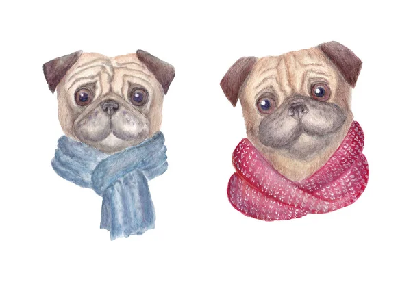 Watercolor Pug Dogs Scarves Hand Drawn Illustration Isolated White Background — Stock Photo, Image