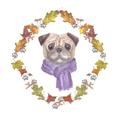 Pug köpek renkli atkı ve çerçeve meşe ve akçaağaç yaprakları, izleme köpek suluboya çizimi. Elle çizilmiş illüstrasyon izole beyaz arka plan üzerinde.