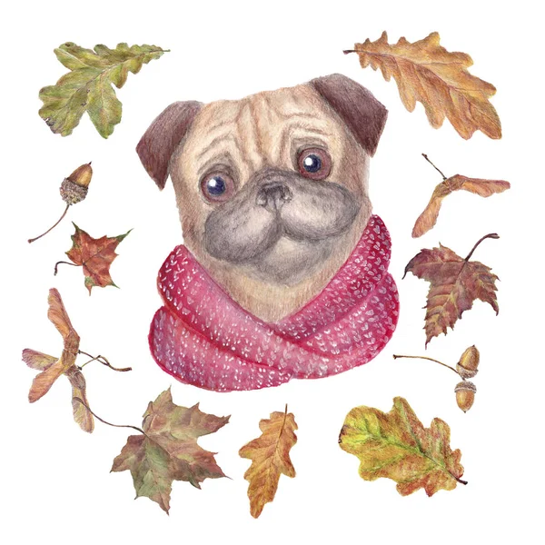 Akçaağaç ve Meşe yaprağı ile renkli Fularlı suluboya pug köpek. Elle çizilmiş illüstrasyon izole beyaz arka plan üzerinde.