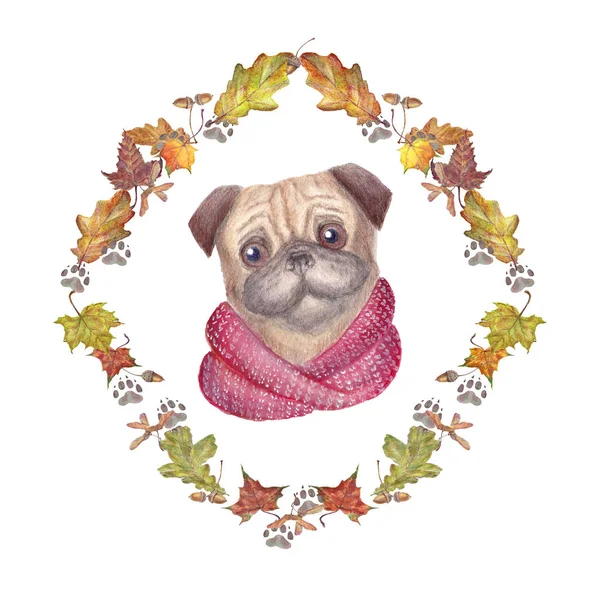 Pug köpek renkli atkı ve çerçeve meşe ve akçaağaç yaprakları, izleme köpek suluboya çizimi. Elle çizilmiş illüstrasyon izole beyaz arka plan üzerinde.