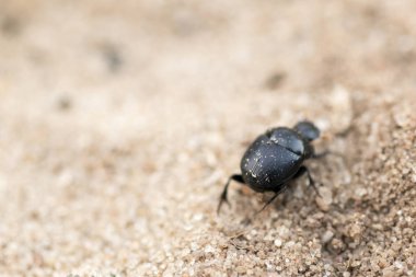 Siyah küçük böceği kum.