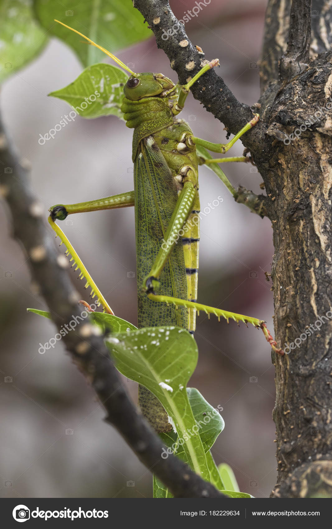 Saltamontes gigantes colgando de un pequeño árbol .: fotografía de