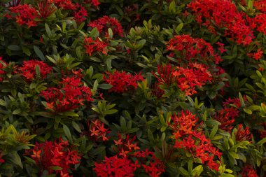 O oluşmak-tropikal yaprak dökmeyen çalı.