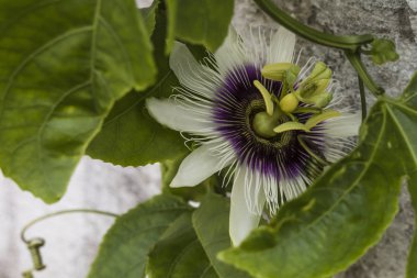 Güneş ışığı, çiçekler, güzel bir yapı denizin içinde gidiyor. Bir yaz günü harika bir manzara. Güney Amerika çiçek makro çekim. Beyaz ve mor tonları ile güzel passiflora.