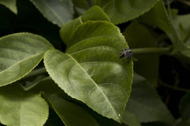 Minik örümcek bitkiler üzerinde yaşayan.