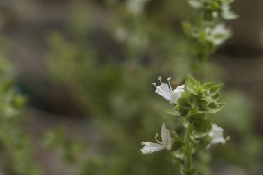 Fesleğen bitki çiçek açan büyüyen, güzel beyaz küçük çiçek. Panicles.