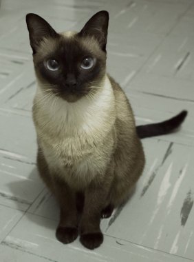 Kameraya bakarak güzel Siyam kedi yavrusu.