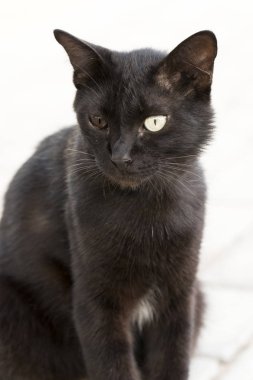 Defferent renk gözlü korkusuz kedi