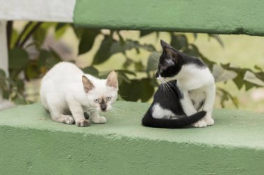 Bakan ve iskambil çevrede küçük meraklı kedi. Güzel gözleri.