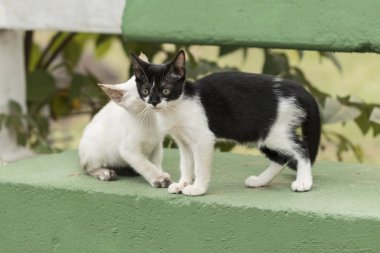 Etrafta küçük meraklı bir kedi bakıyor. Şehvetli gözler. Makro fotoğraf