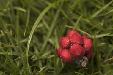 Şemsiye ağacının düşmüş tohumları. Kırmızı iyi organize kırmızı küçük frui