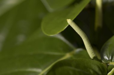 Küçük açık yeşil spadix büyüyor.