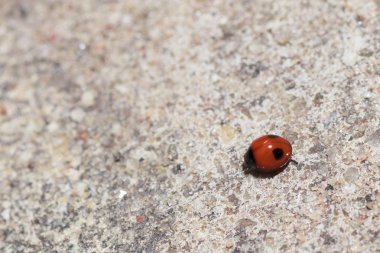 Doğada dolaşan kırmızı uğur böceği. Ayrıntılı yakın çekim.