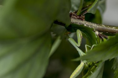 Dalı üzerinde küçük peygamber devesi