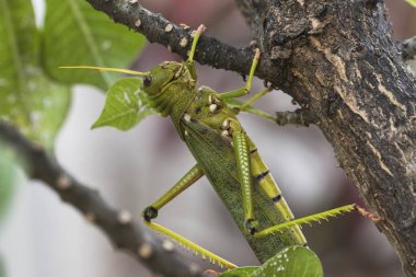 Dev çekirge küçük ağaç üzerinde asılı.
