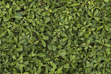 Yeşil çim makro yakın çekim.