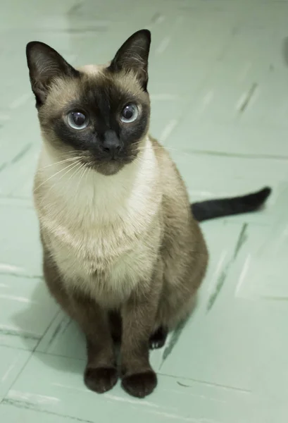 美丽的暹罗母猫名叫露娜盯着的东西 — 图库照片
