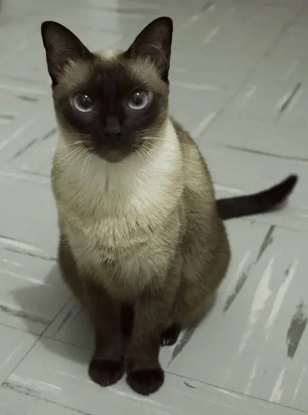 Mooie Siamese Kitten Staren Naar Camera — Stockfoto