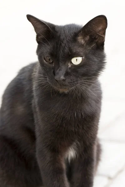 違う色の目を持つ大胆不敵な猫 — ストック写真