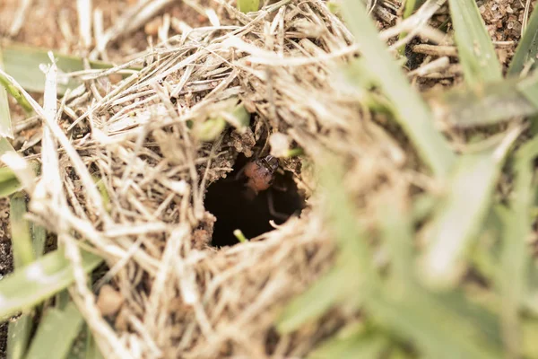 Hormiga trabajando cuidando el nido. Macro foto . — Foto de Stock
