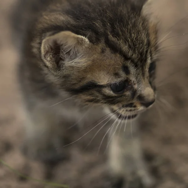 Un piccolo gatto curioso che guarda e gioca. Che begli occhi. M — Foto Stock