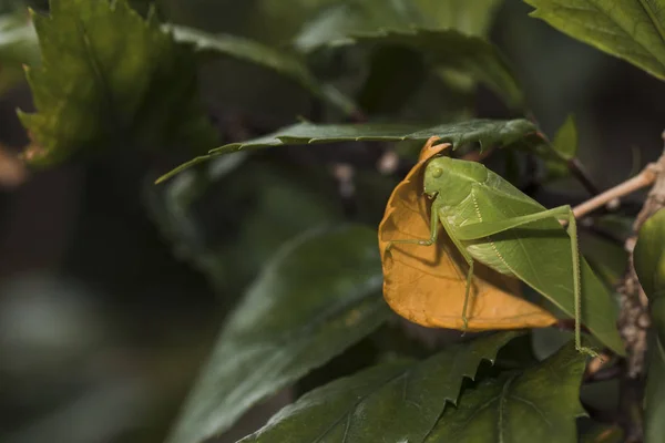 Bush-Cricket op geel blad. Detail in high definition. — Stockfoto