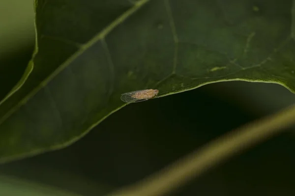 Little white fly sitting on huge green leave. Macro photo — Stock Photo, Image