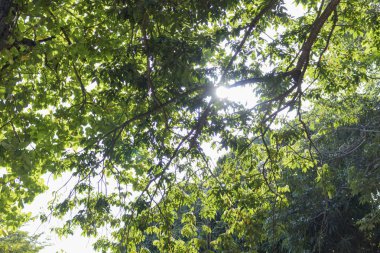 Ağaç alttan izlendi. Dalları ve yaprakları güzel bir şekillendirme