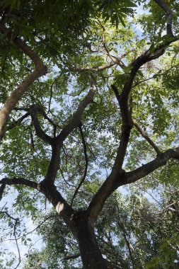 Ağaç alttan izlendi. Dalları ve yaprakları güzel bir şekillendirme
