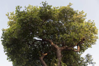 Ağaç alttan izlendi. Dalları ve yaprakları güzel bir şekillendirme